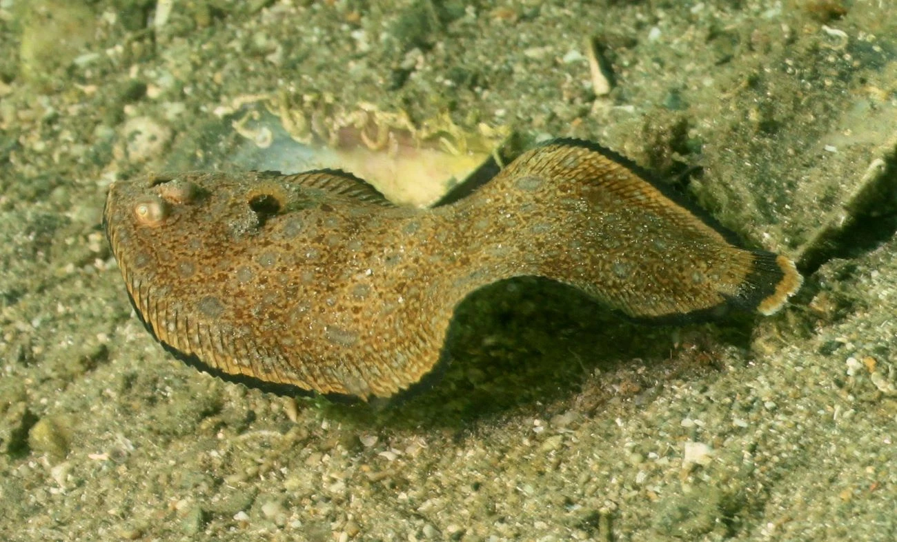 Monochirus hispidus
