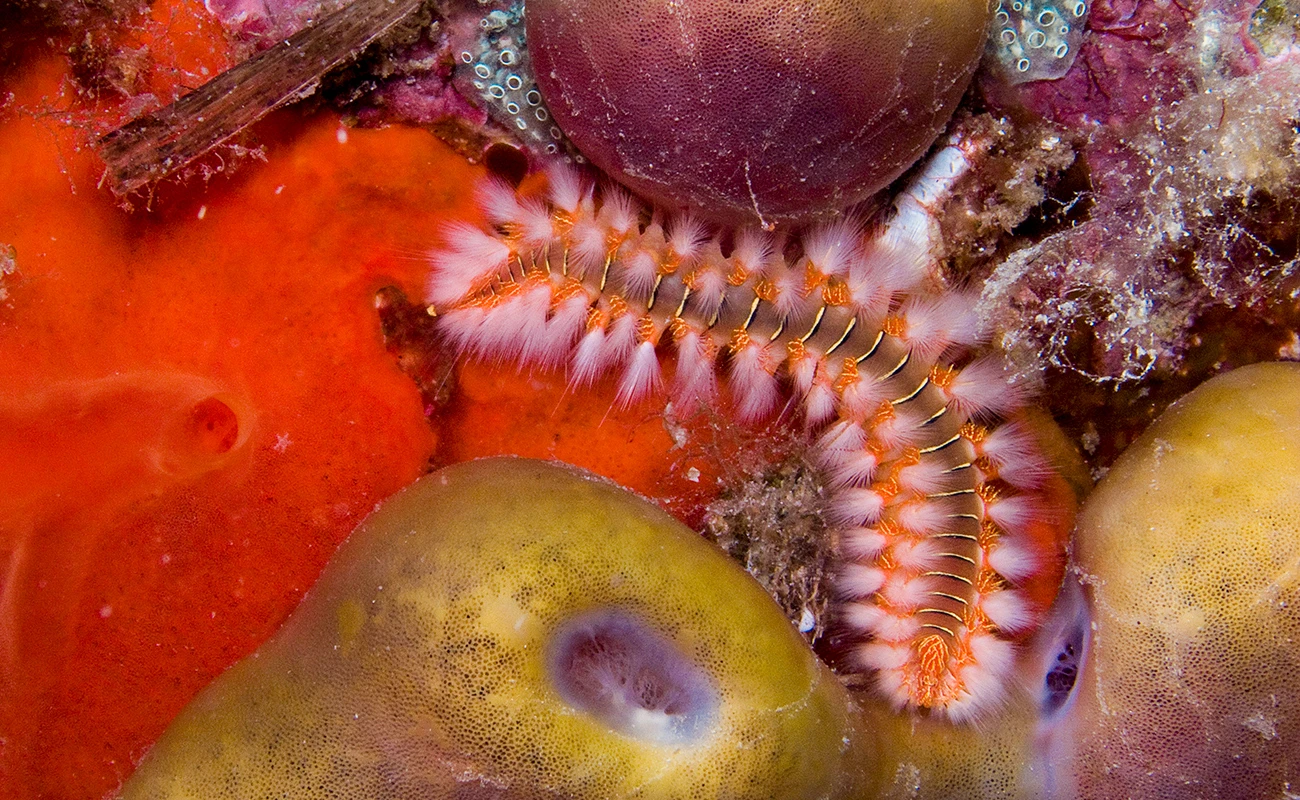 Hermodice carunculata