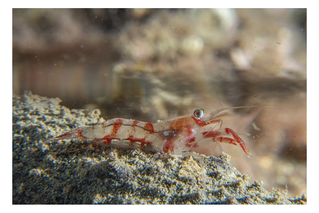 Processa Sp.