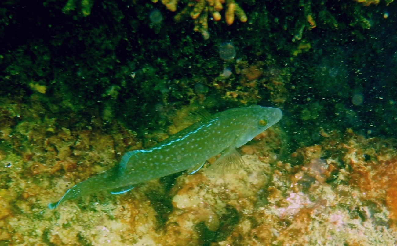 Labrus viridis