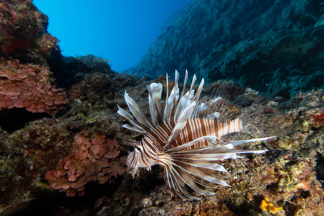 Pterois miles
