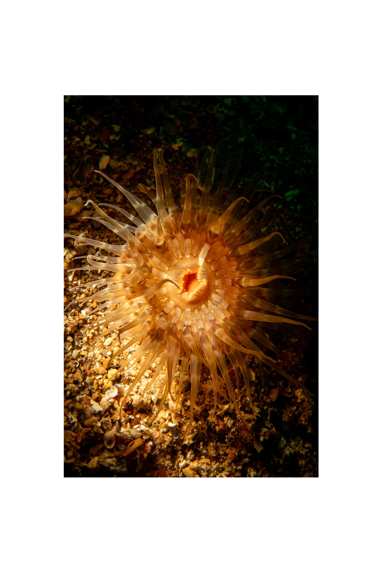 Cylista elegans