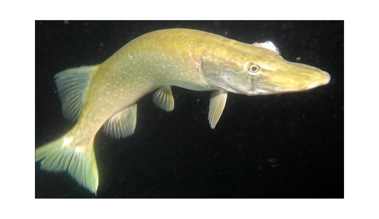 Esox lucius
