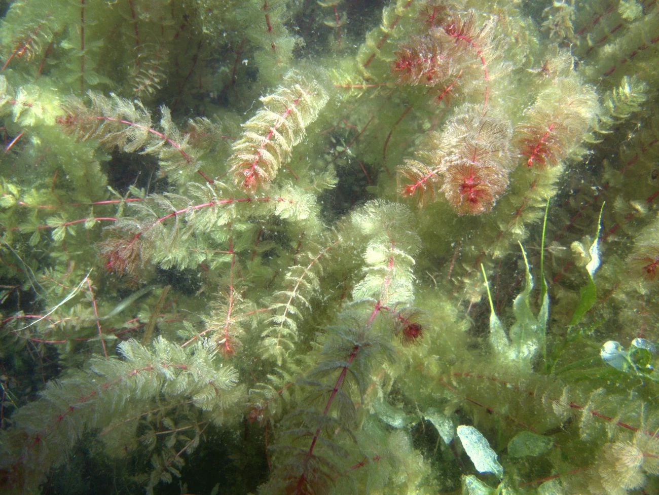Myriophyllum spicatum