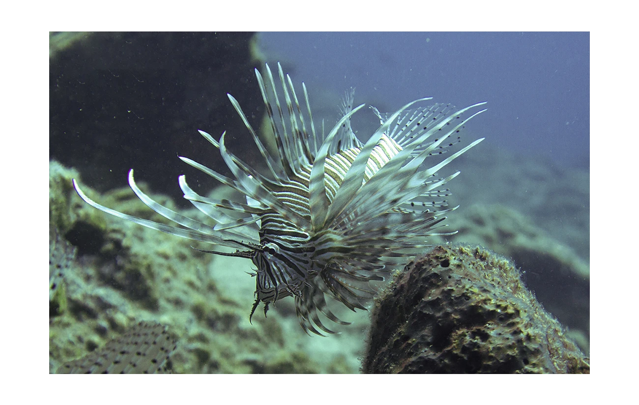 Pterois miles