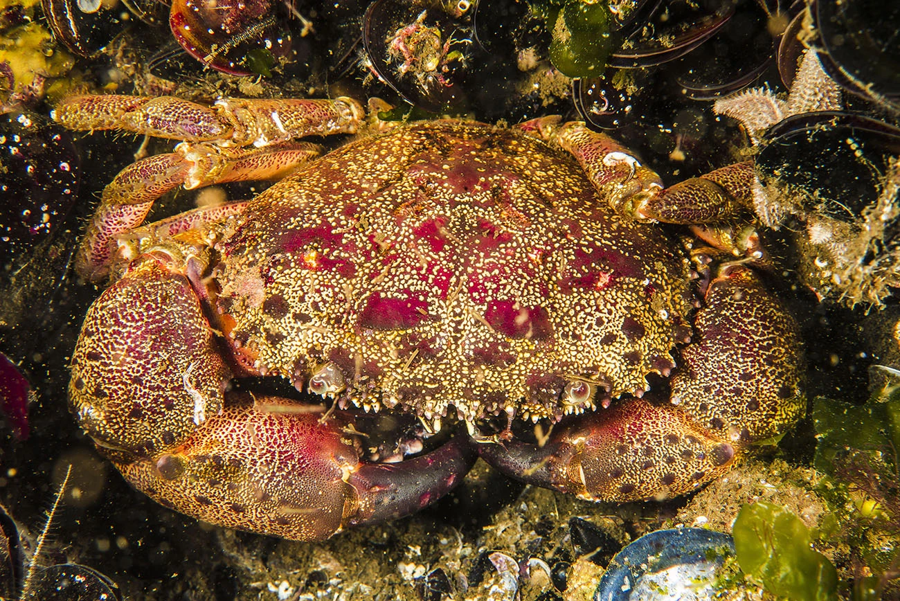 Eriphia verrucosa