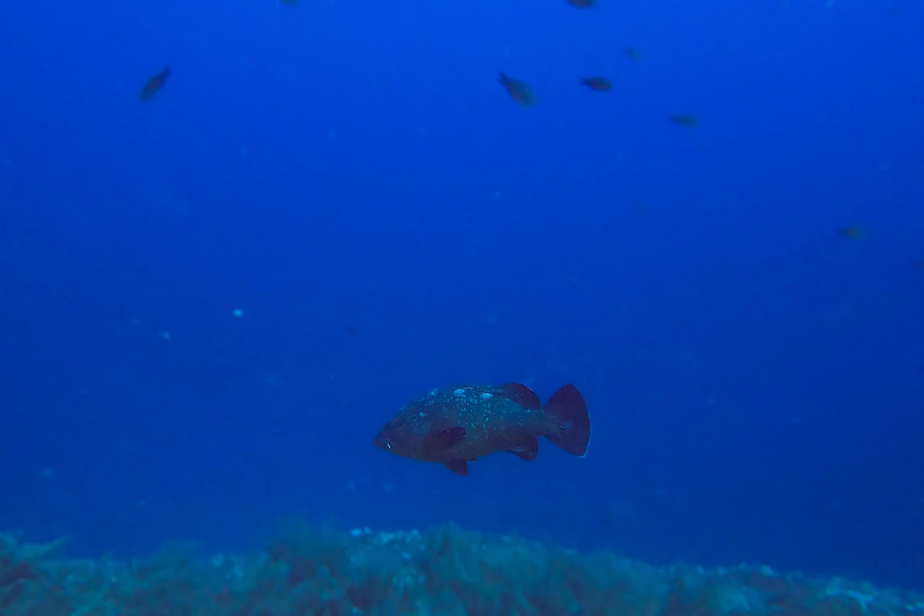 Epinephelus marginatus