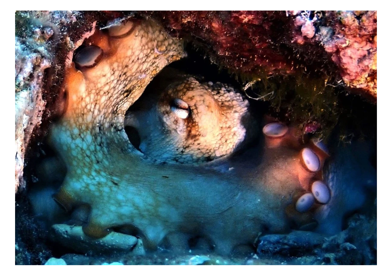 Octopus vulgaris