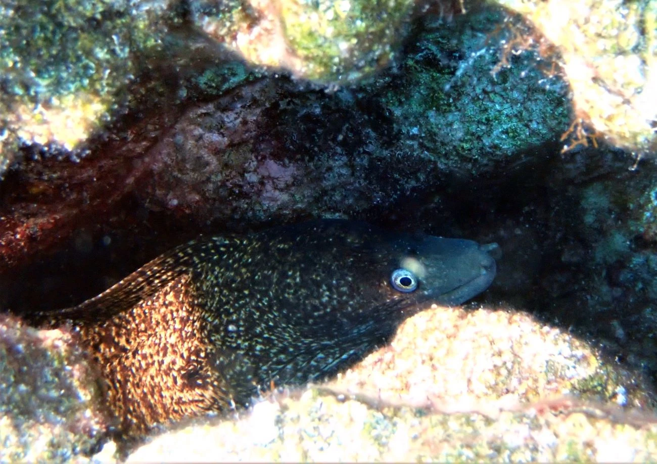 Muraena helena