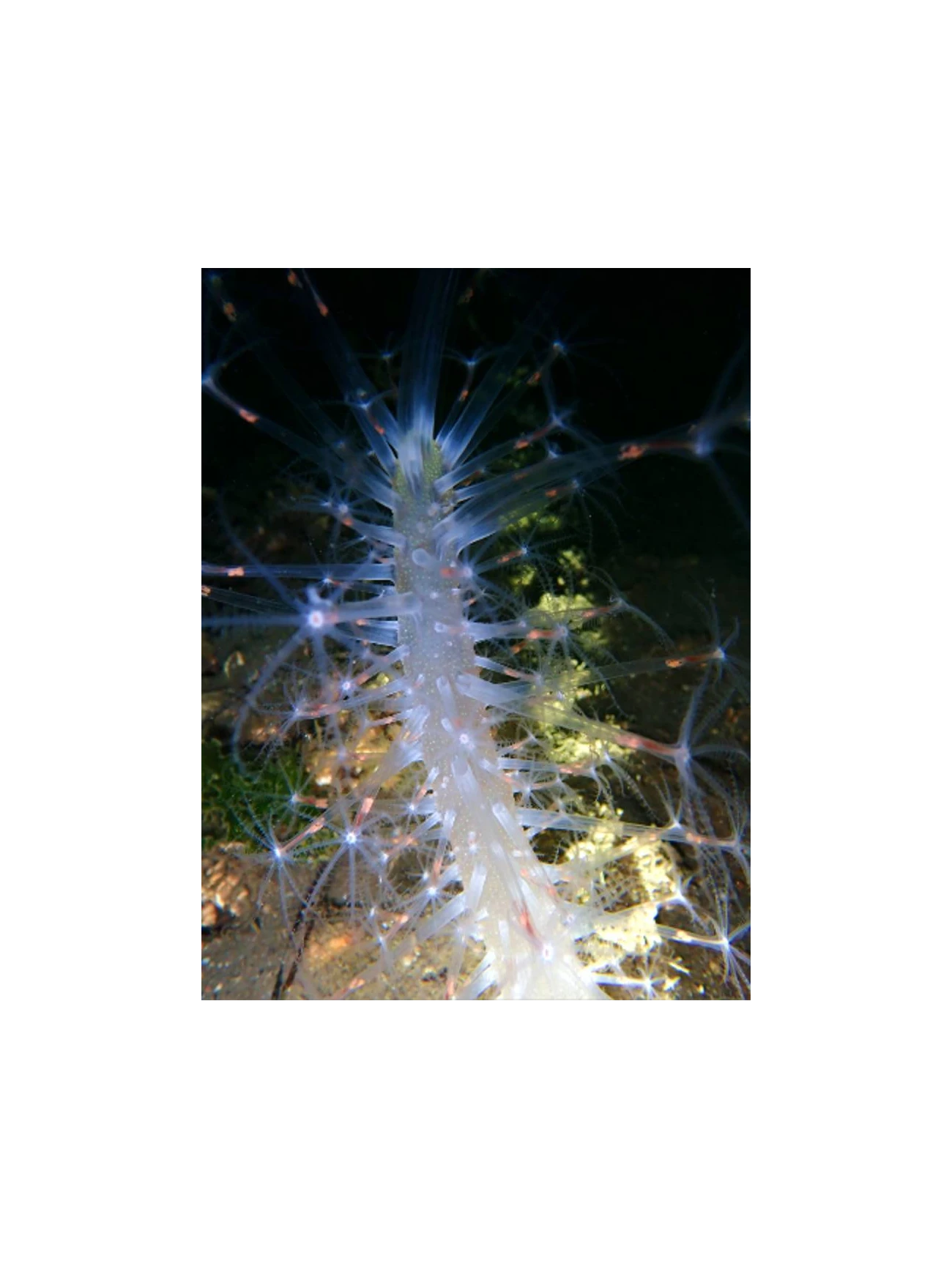 Veretillum cynomorium