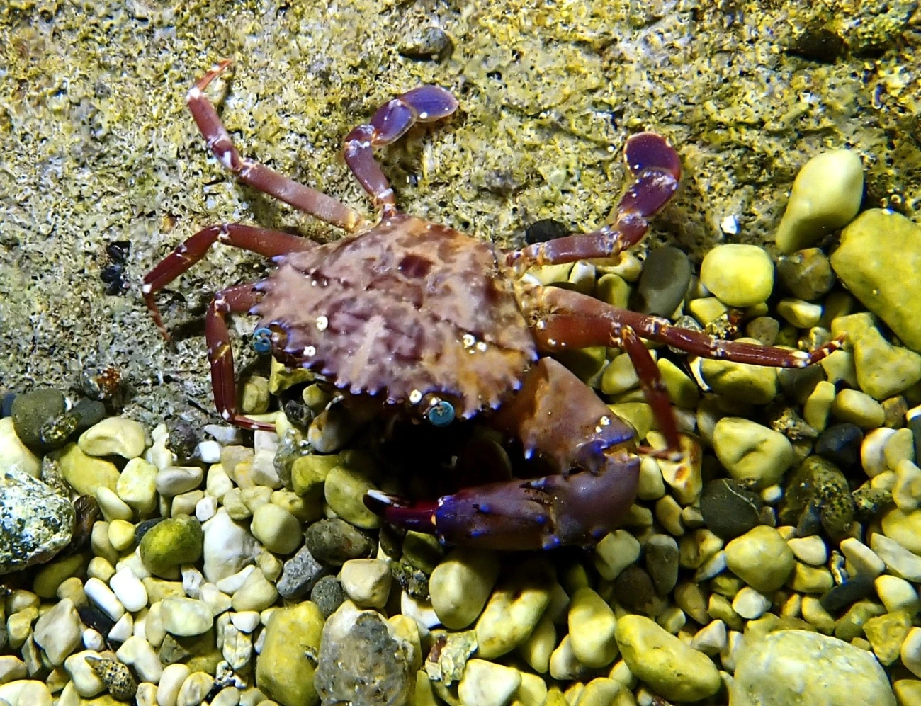 Gonioinfradens paucidentatus