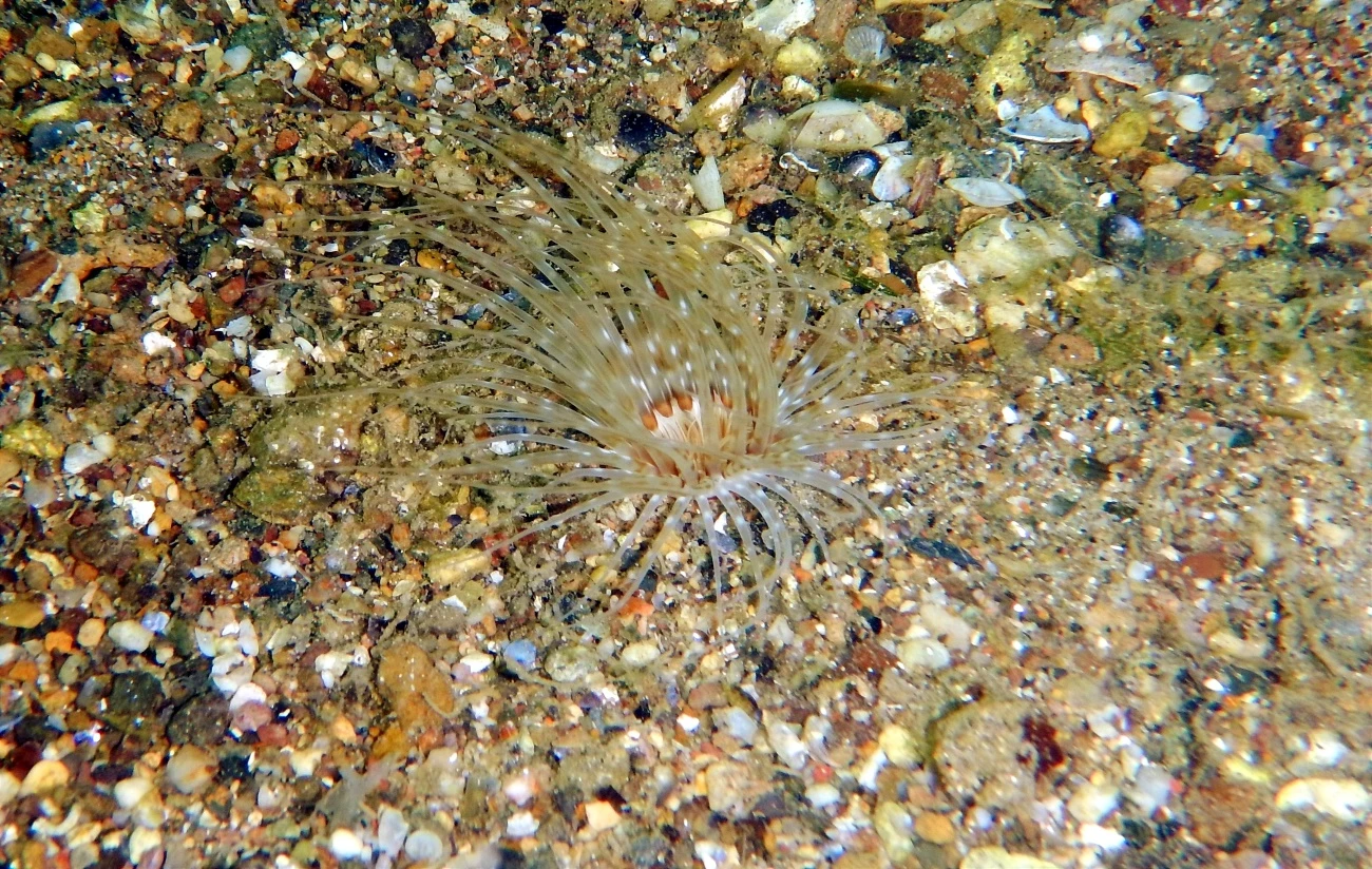 Cerianthus membranaceus