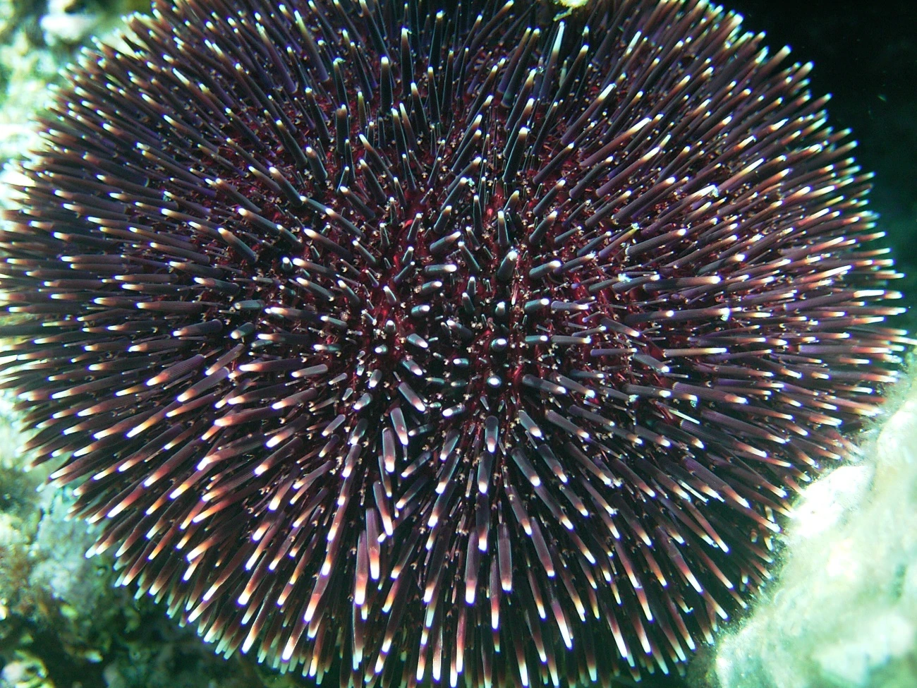 Sphaerechinus granularis