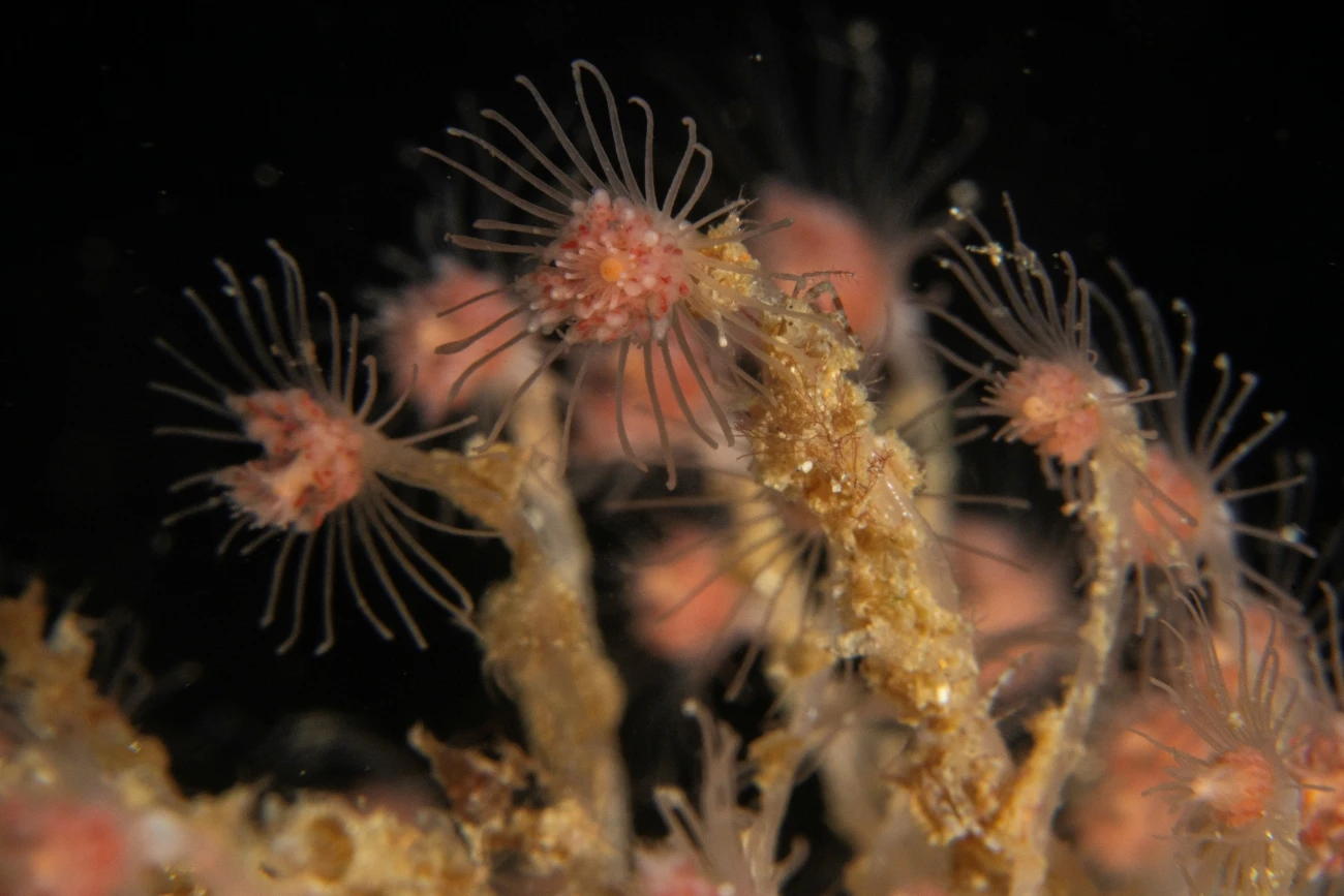 Hydrozoa spp.