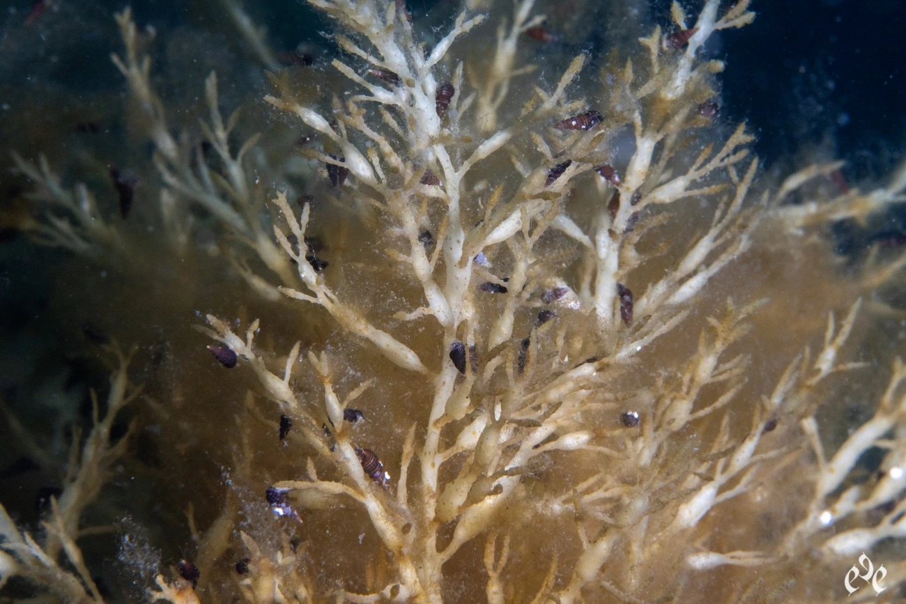 Gongolaria barbata