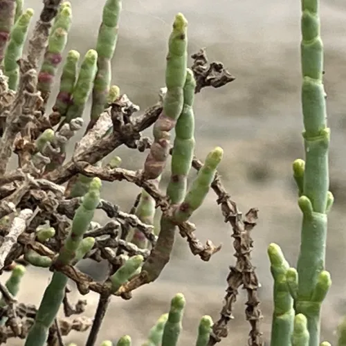 Salicornia europaea