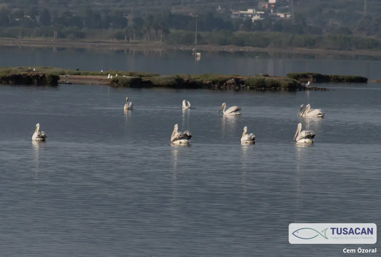 Pelecanus crispus