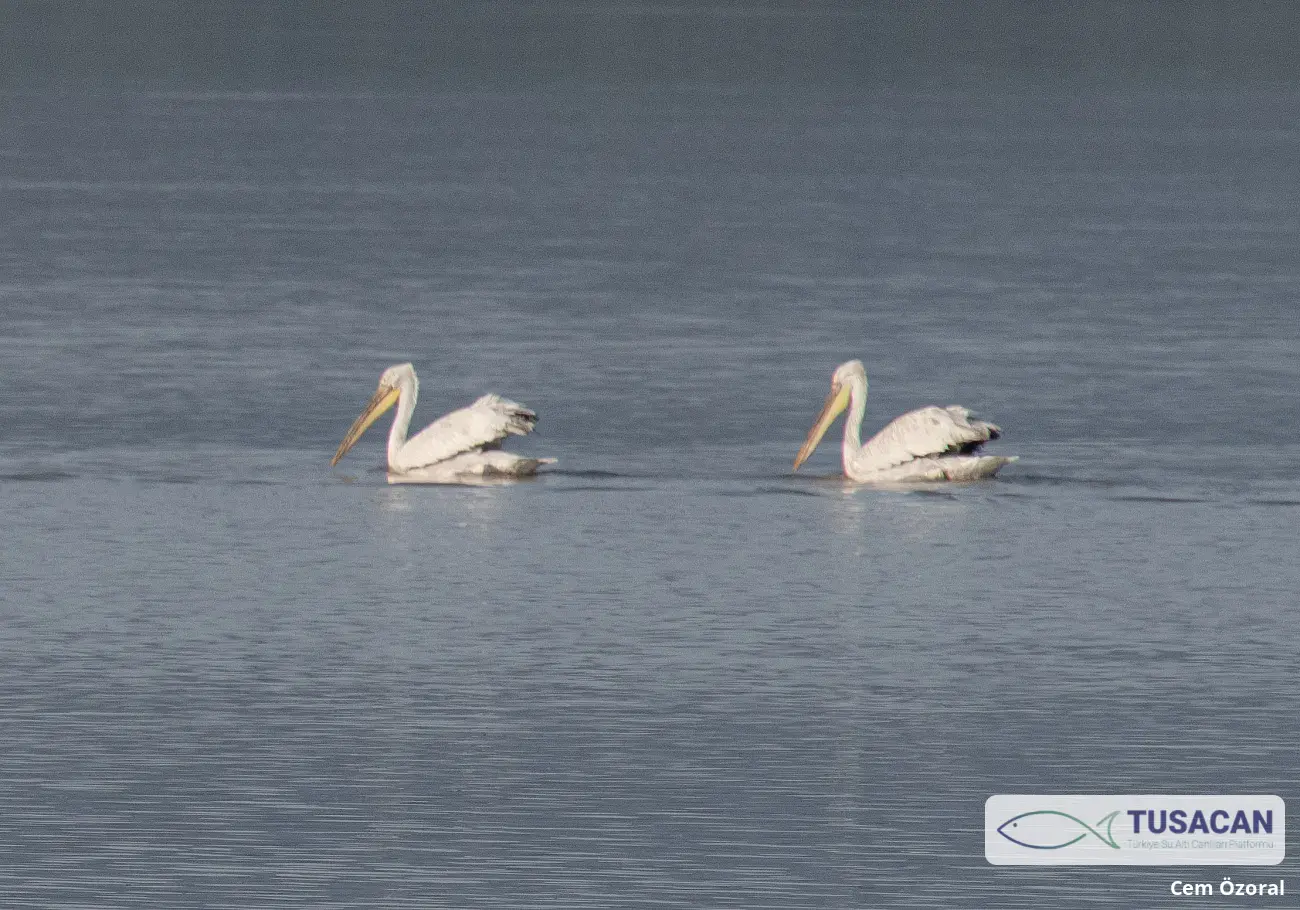 Pelecanus crispus
