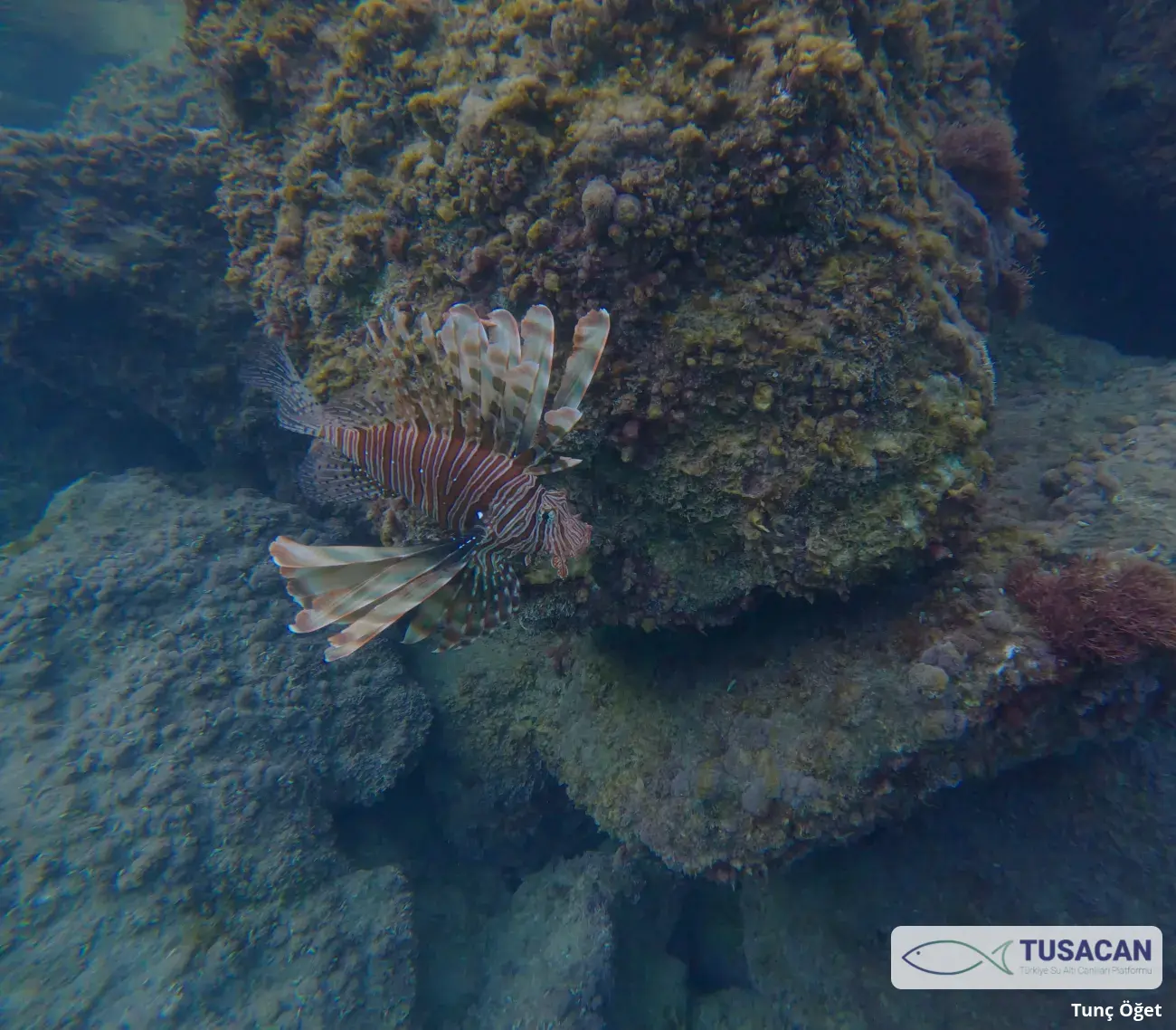 Pterois miles