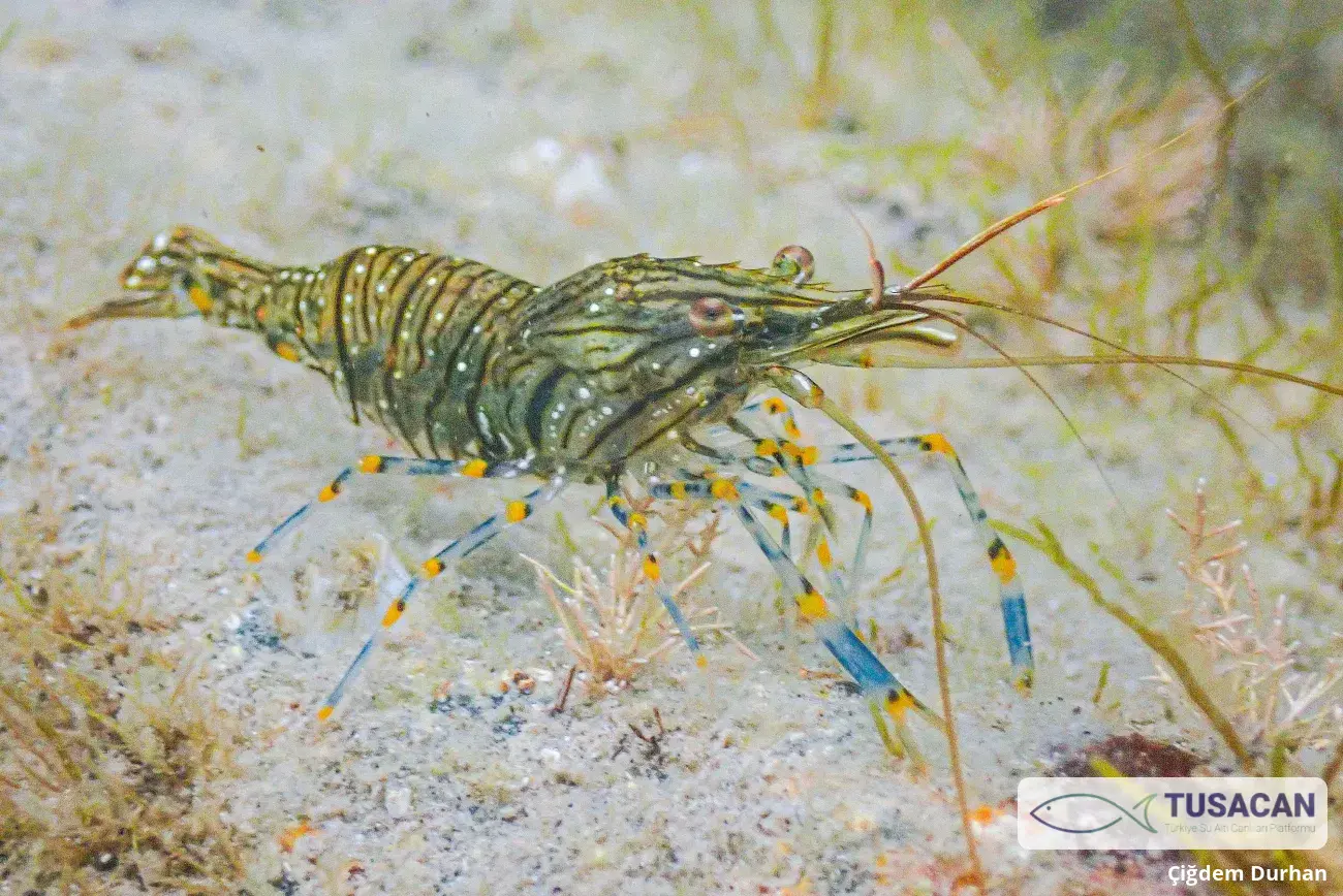 Palaemon elegans