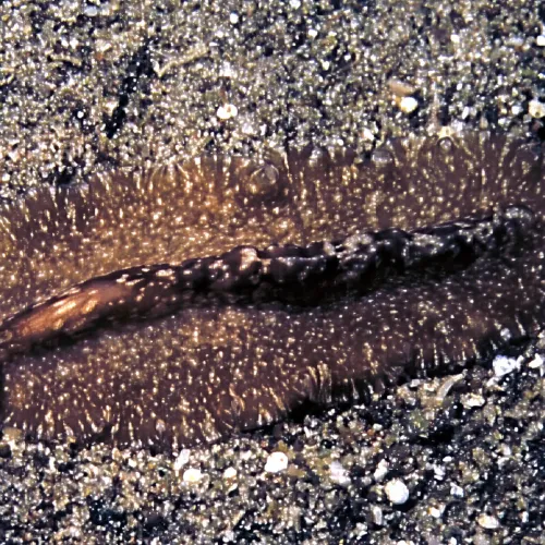 Pseudoceros maximus