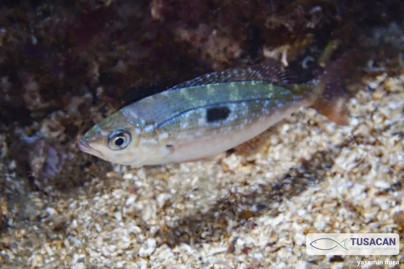 Spicara flexuosa