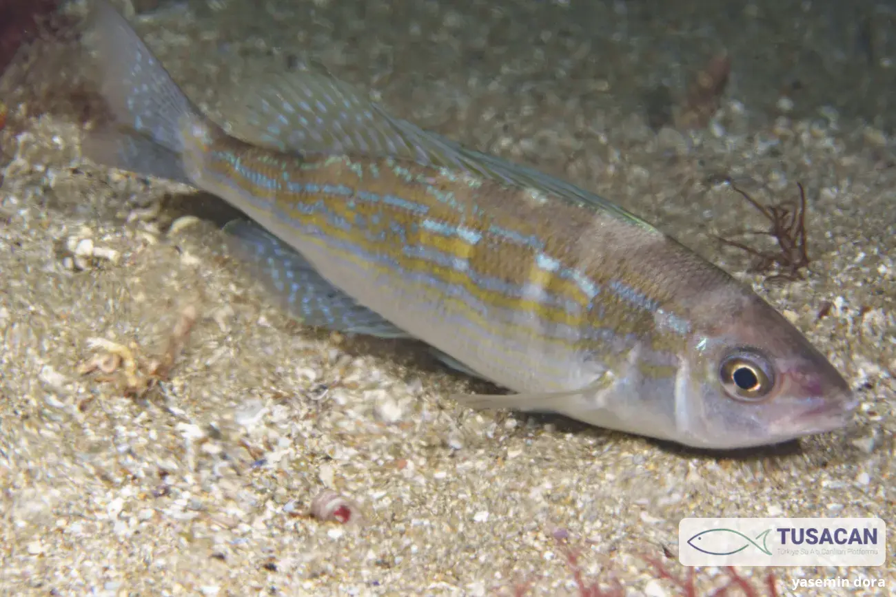 Spicara flexuosa
