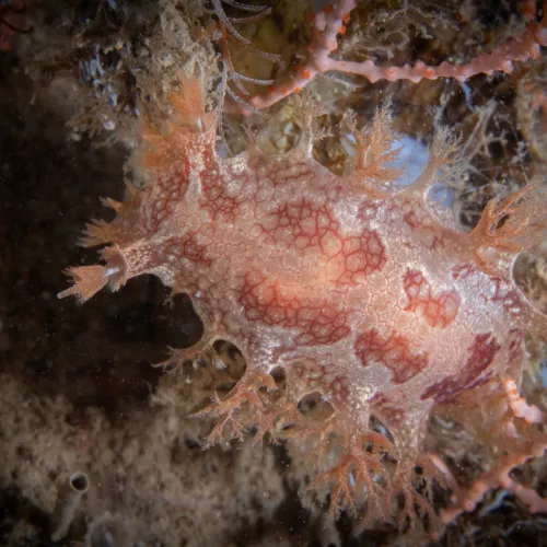 Marionia blainvillea
