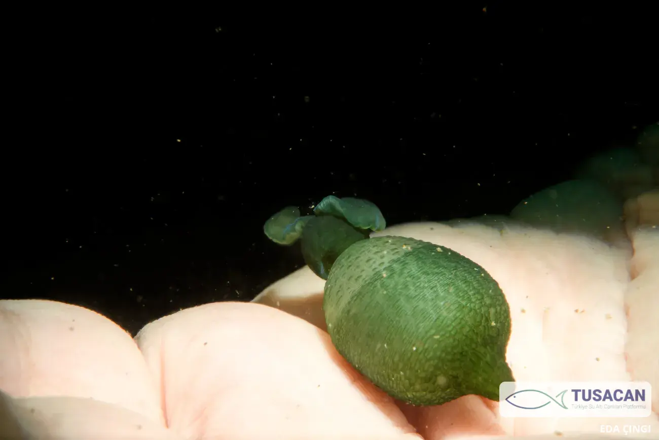 Bonellia viridis