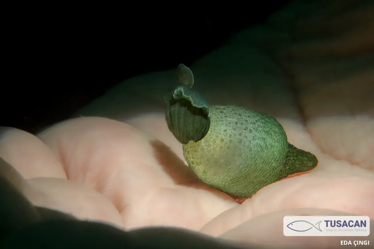 Bonellia viridis