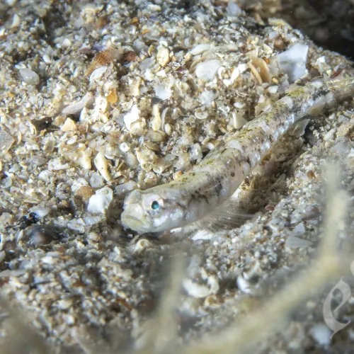 Pomatoschistus adriaticus