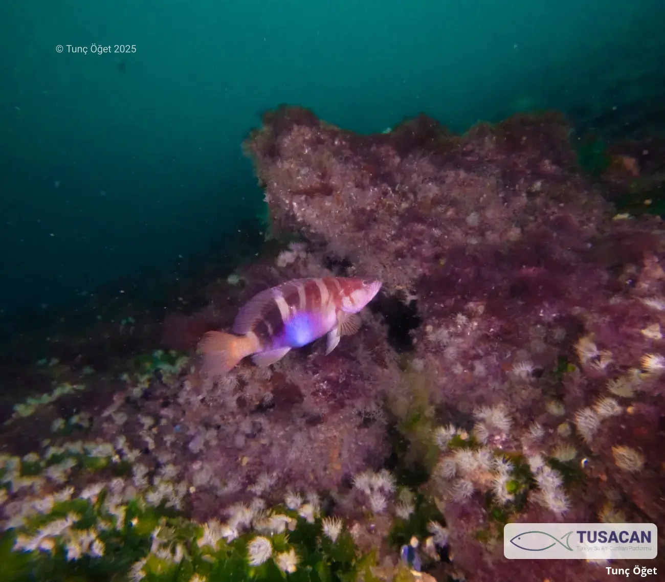 Serranus scriba