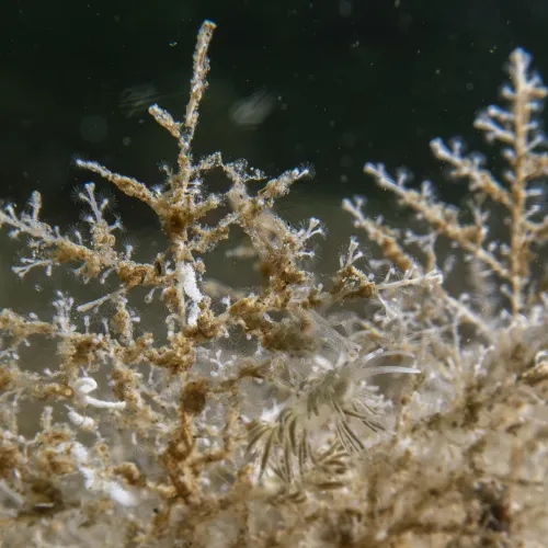 Rubramoena amoena