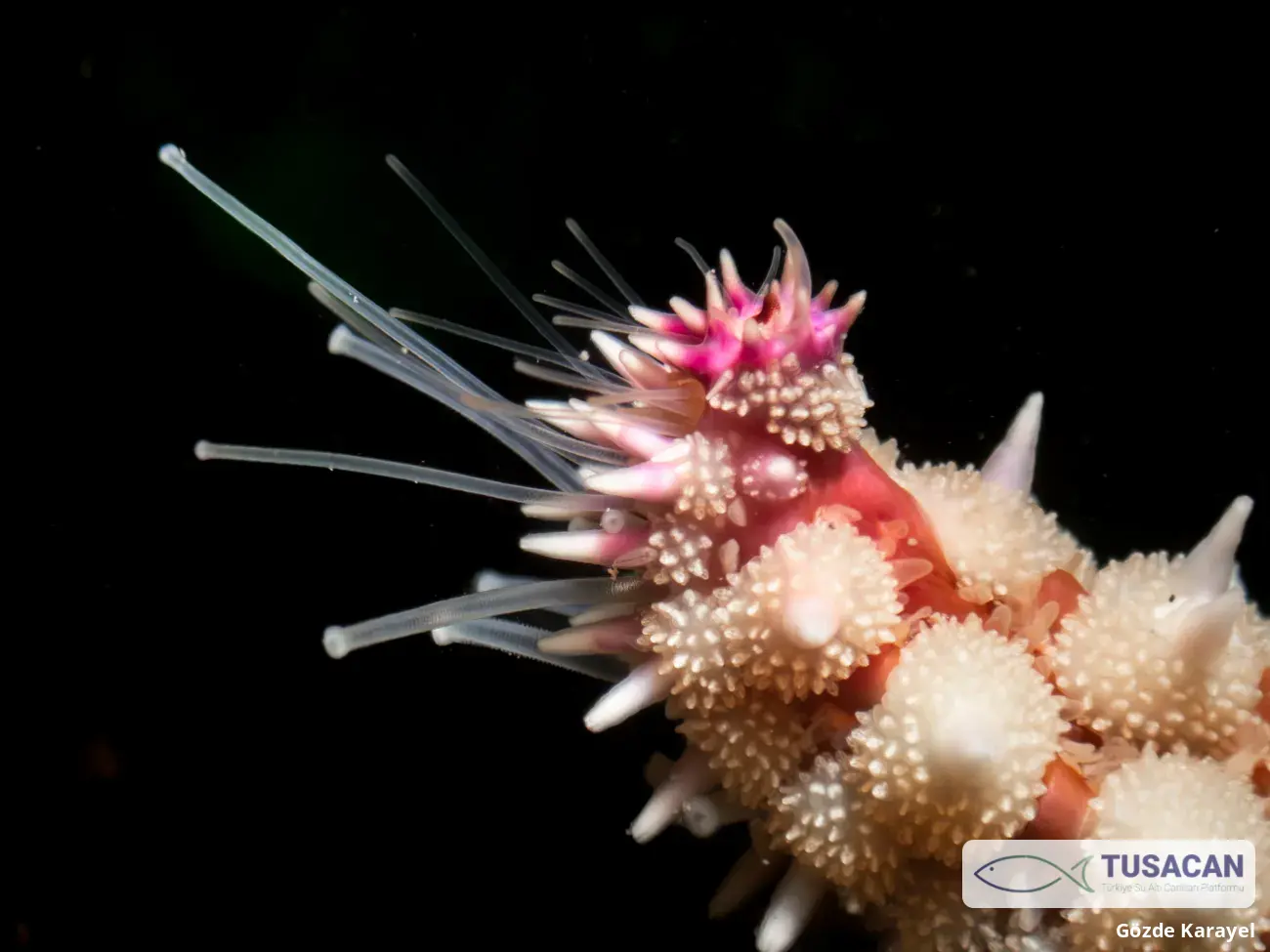 Marthasterias glacialis
