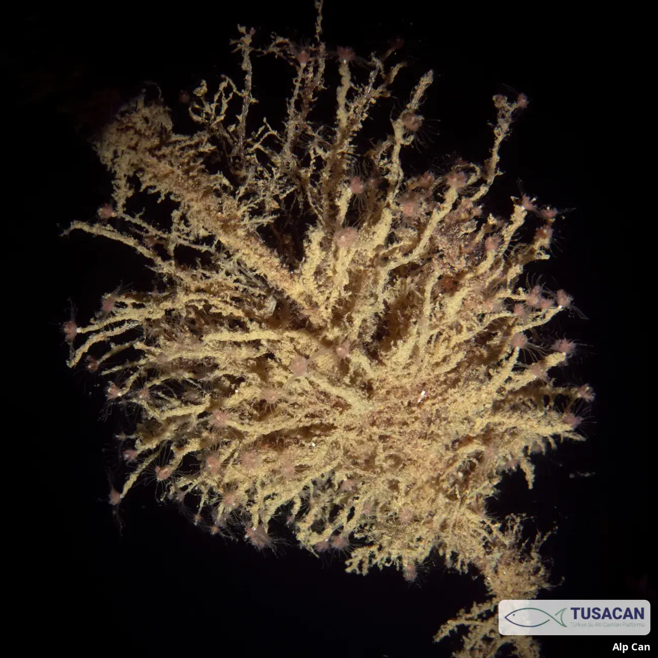 Hydrozoa spp.