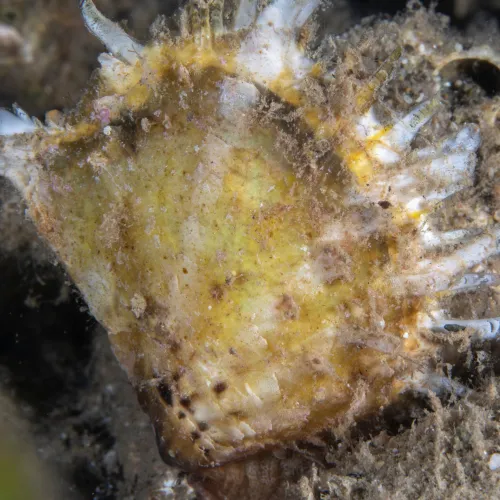 Pinctada radiata