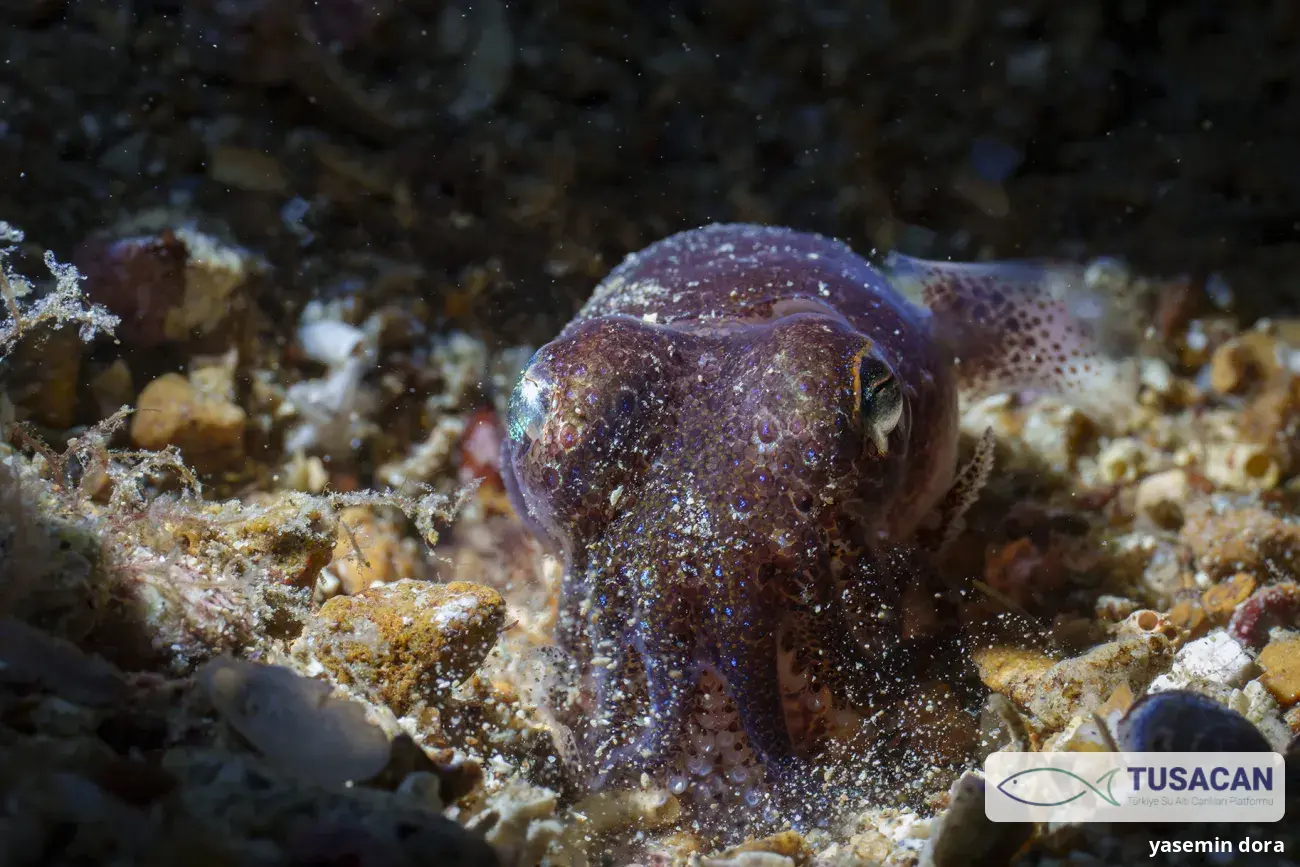 Sepiolidae (familya)