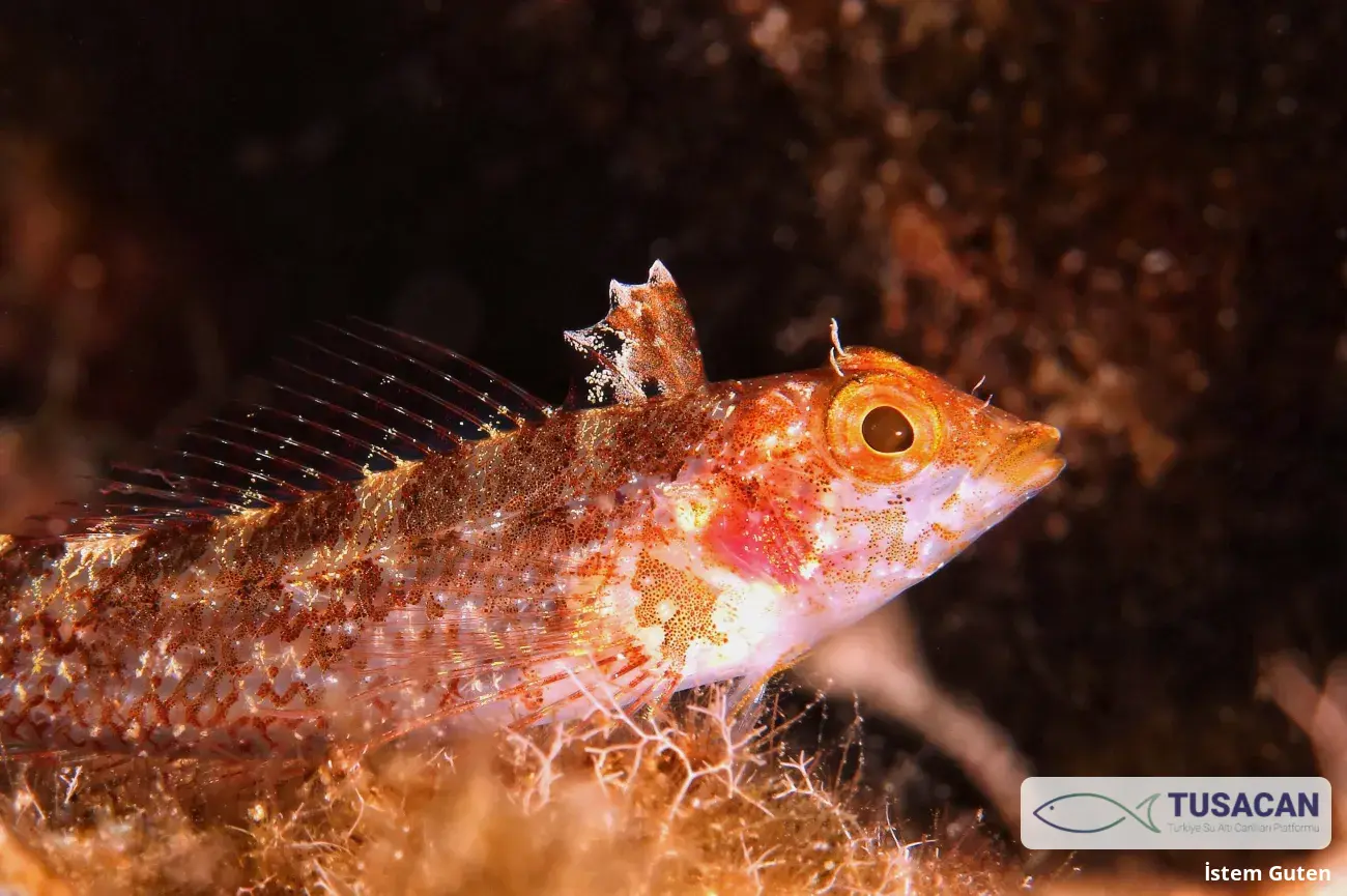 Tripterygion sp.