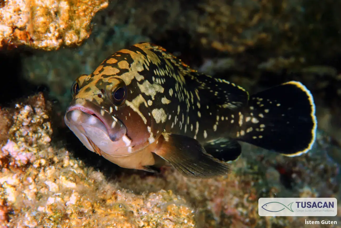 Epinephelus marginatus