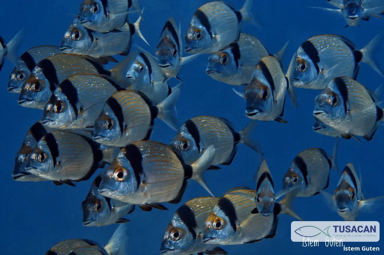 Diplodus vulgaris