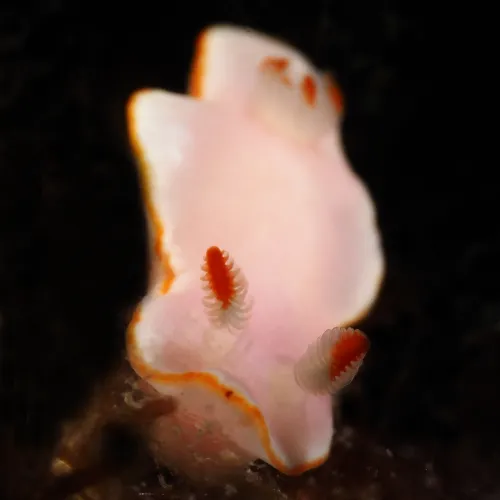 Felimida purpurea