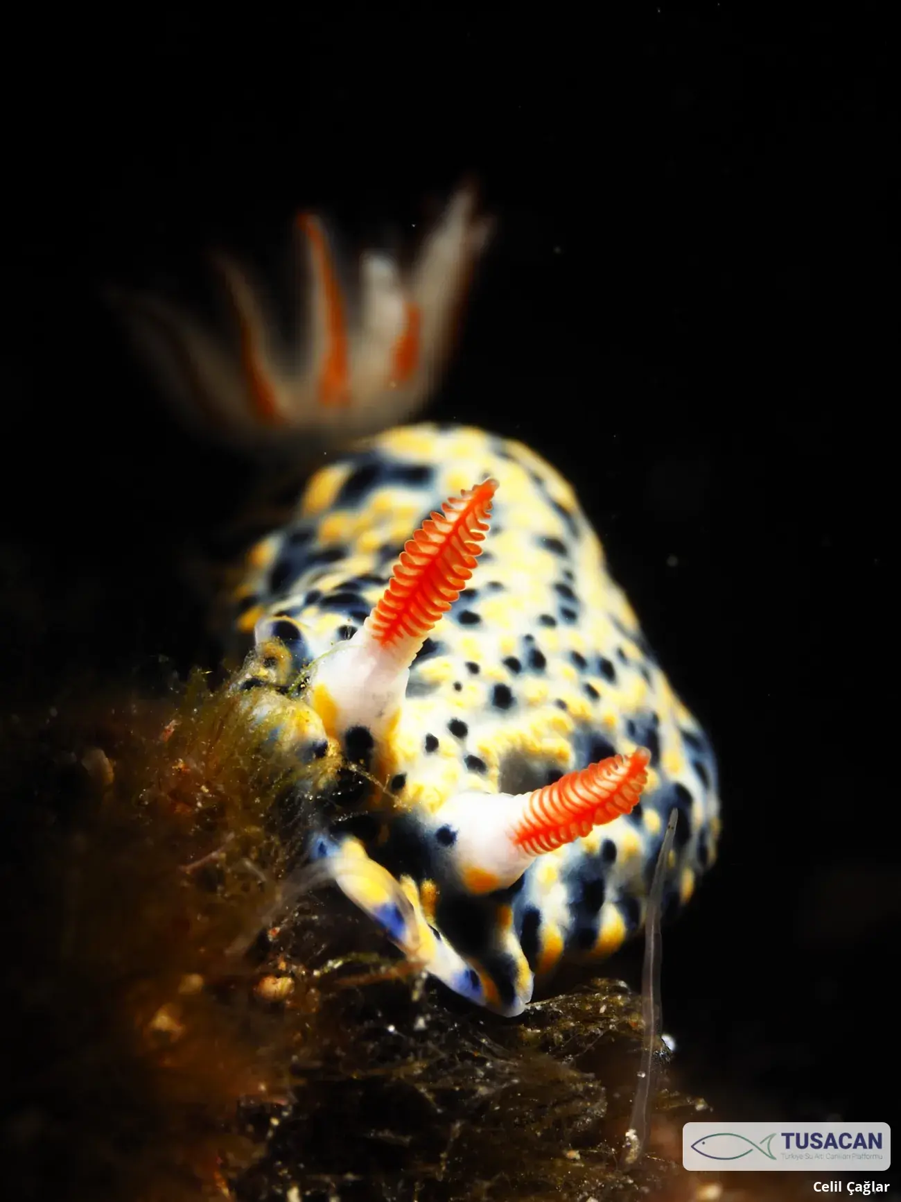 Hypselodoris infucata