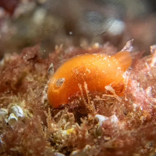 Rostanga rubra