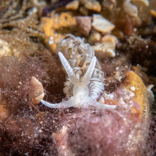 Aeolidiella alderi