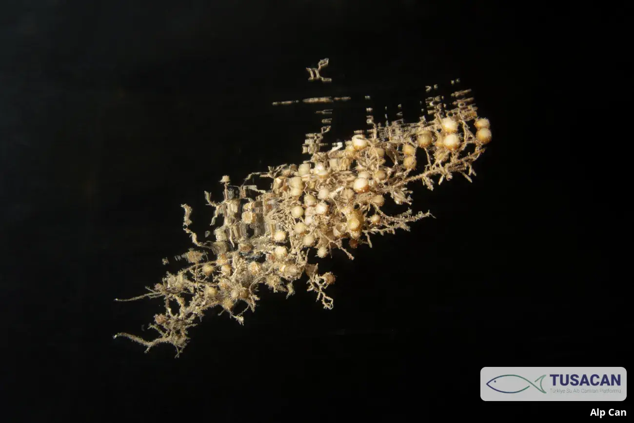 Sargassum acinarium