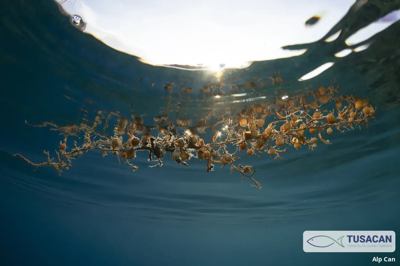 Sargassum acinarium