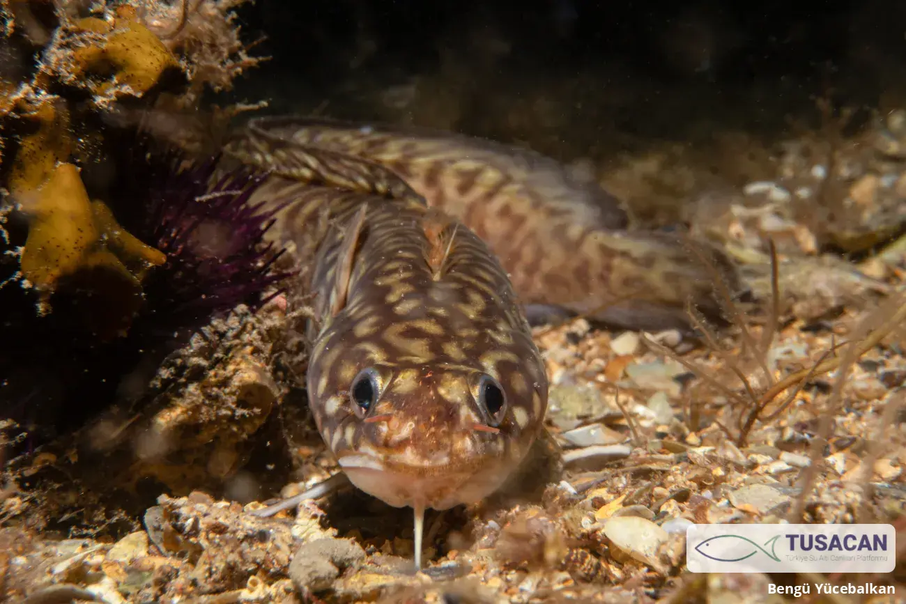 Gaidropsarus mediterraneus
