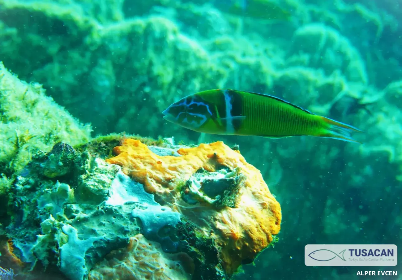 Thalassoma pavo