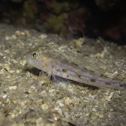 Thorogobius macrolepis