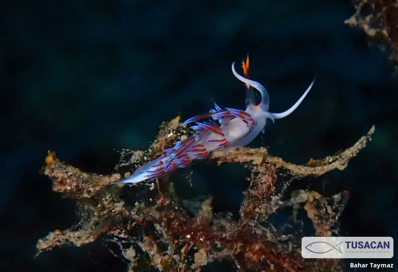 Cratena peregrina